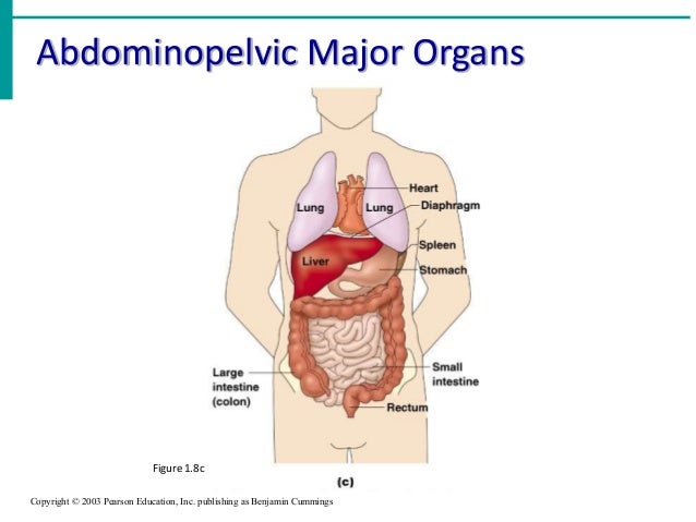 major organs