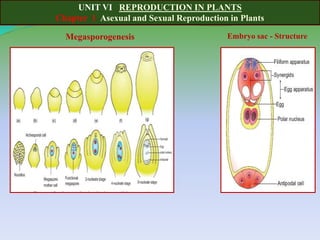 UNIT VI REPRODUCTION IN PLANTS
Chapter 1 Asexual and Sexual Reproduction in Plants
Megasporogenesis Embryo sac - Structure
 