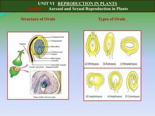 UNIT VI REPRODUCTION IN PLANTS
Chapter 1 Asexual and Sexual Reproduction in Plants
Structure of Ovule Types of Ovule
 