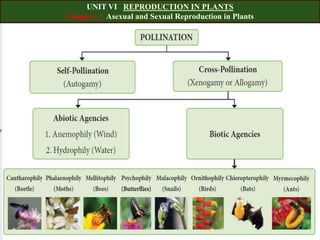 UNIT VI REPRODUCTION IN PLANTS
Chapter 1 Asexual and Sexual Reproduction in Plants
 