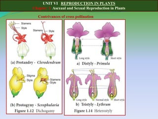 UNIT VI REPRODUCTION IN PLANTS
Chapter 1 Asexual and Sexual Reproduction in Plants
Contrivances of cross pollination
 