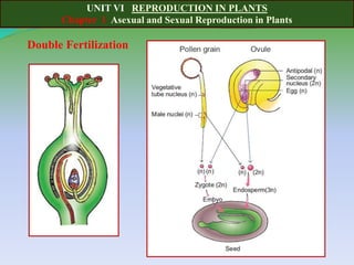 UNIT VI REPRODUCTION IN PLANTS
Chapter 1 Asexual and Sexual Reproduction in Plants
Double Fertilization
 