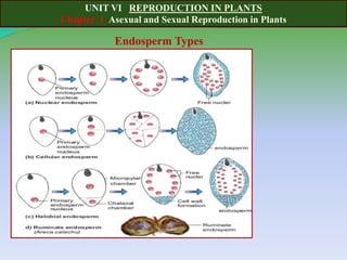 UNIT VI REPRODUCTION IN PLANTS
Chapter 1 Asexual and Sexual Reproduction in Plants
Endosperm Types
 