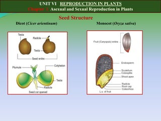 UNIT VI REPRODUCTION IN PLANTS
Chapter 1 Asexual and Sexual Reproduction in Plants
Seed Structure
Dicot (Cicer arientinum) Monocot (Oryza sativa)
 