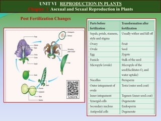 UNIT VI REPRODUCTION IN PLANTS
Chapter 1 Asexual and Sexual Reproduction in Plants
Post Fertilization Changes
 