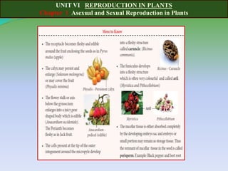 UNIT VI REPRODUCTION IN PLANTS
Chapter 1 Asexual and Sexual Reproduction in Plants
 