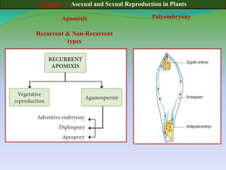 Chapter 1 Asexual and Sexual Reproduction in Plants
Apomixis
Recurrent & Non-Recurrent
types
Polyembryony
 