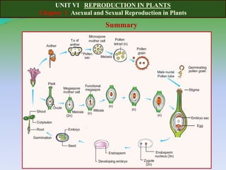 UNIT VI REPRODUCTION IN PLANTS
Chapter 1 Asexual and Sexual Reproduction in Plants
Summary
 