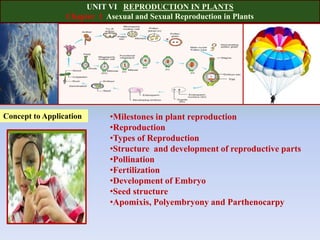 UNIT VI REPRODUCTION IN PLANTS
Chapter 1 Asexual and Sexual Reproduction in Plants
•Milestones in plant reproduction
•Reproduction
•Types of Reproduction
•Structure and development of reproductive parts
•Pollination
•Fertilization
•Development of Embryo
•Seed structure
•Apomixis, Polyembryony and Parthenocarpy
Concept to Application
 