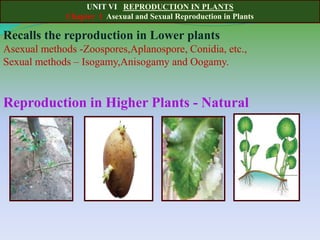 UNIT VI REPRODUCTION IN PLANTS
Chapter 1 Asexual and Sexual Reproduction in Plants
Recalls the reproduction in Lower plants
Asexual methods -Zoospores,Aplanospore, Conidia, etc.,
Sexual methods – Isogamy,Anisogamy and Oogamy.
Reproduction in Higher Plants - Natural
 