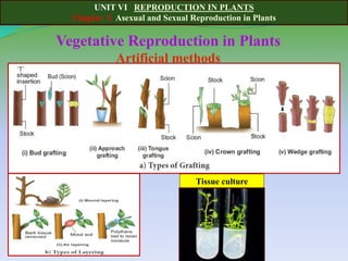 UNIT VI REPRODUCTION IN PLANTS
Chapter 1 Asexual and Sexual Reproduction in Plants
Vegetative Reproduction in Plants
Artificial methods
Tissue culture
 