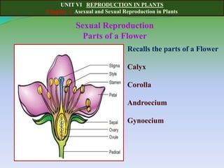 UNIT VI REPRODUCTION IN PLANTS
Chapter 1 Asexual and Sexual Reproduction in Plants
Sexual Reproduction
Parts of a Flower
Recalls the parts of a Flower
Calyx
Corolla
Androecium
Gynoecium
 