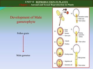 UNIT VI REPRODUCTION IN PLANTS
Chapter 1 Asexual and Sexual Reproduction in Plants
Development of Male
gametophyte
Pollen grain
Male gametes
 