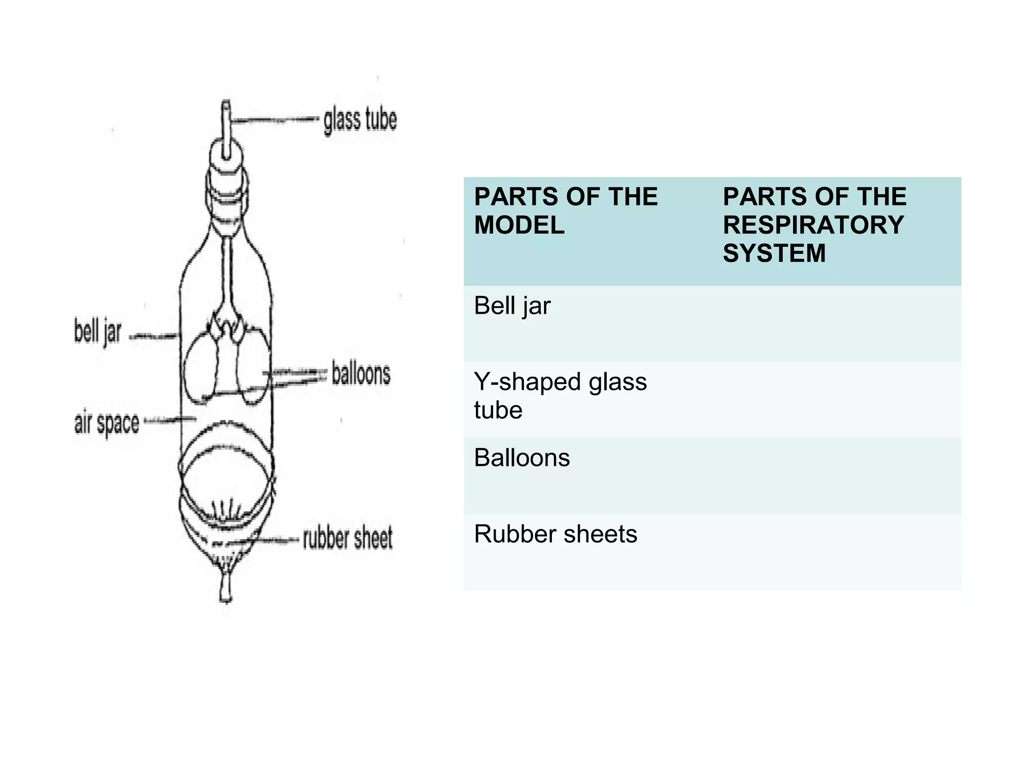 PARTS OF THE
MODEL
PARTS OF THE
RESPIRATORY
SYSTEM
Bell jar
Y-shaped glass
tube
Balloons
Rubber sheets
 