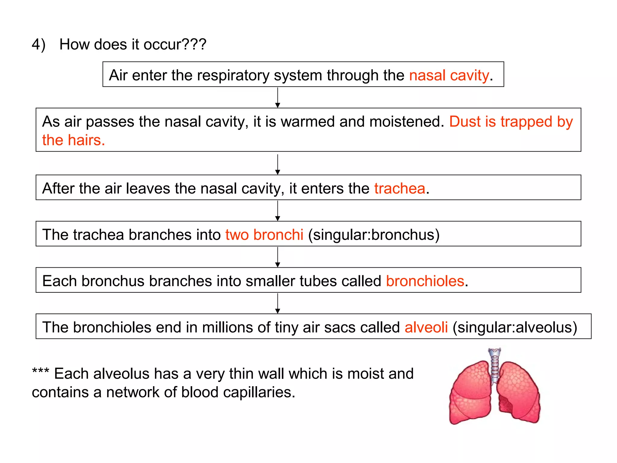 Air enter the respiratory system through the nasal cavity.
As air passes the nasal cavity, it is warmed and moistened. Dust is trapped by
the hairs.
After the air leaves the nasal cavity, it enters the trachea.
The trachea branches into two bronchi (singular:bronchus)
Each bronchus branches into smaller tubes called bronchioles.
The bronchioles end in millions of tiny air sacs called alveoli (singular:alveolus)
4) How does it occur???
*** Each alveolus has a very thin wall which is moist and
contains a network of blood capillaries.
 
