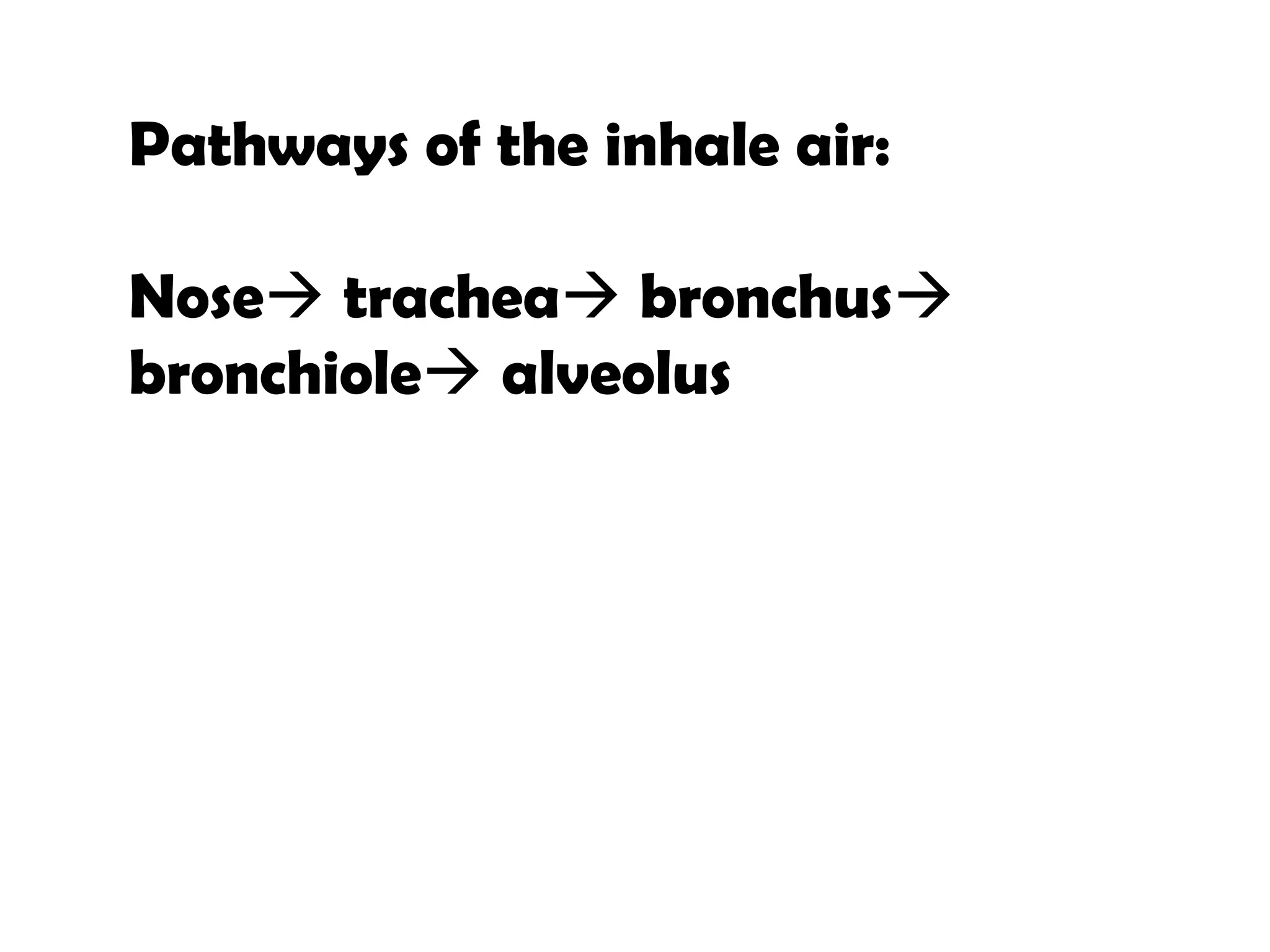 Pathways of the inhale air:
Nose trachea bronchus
bronchiole alveolus
 