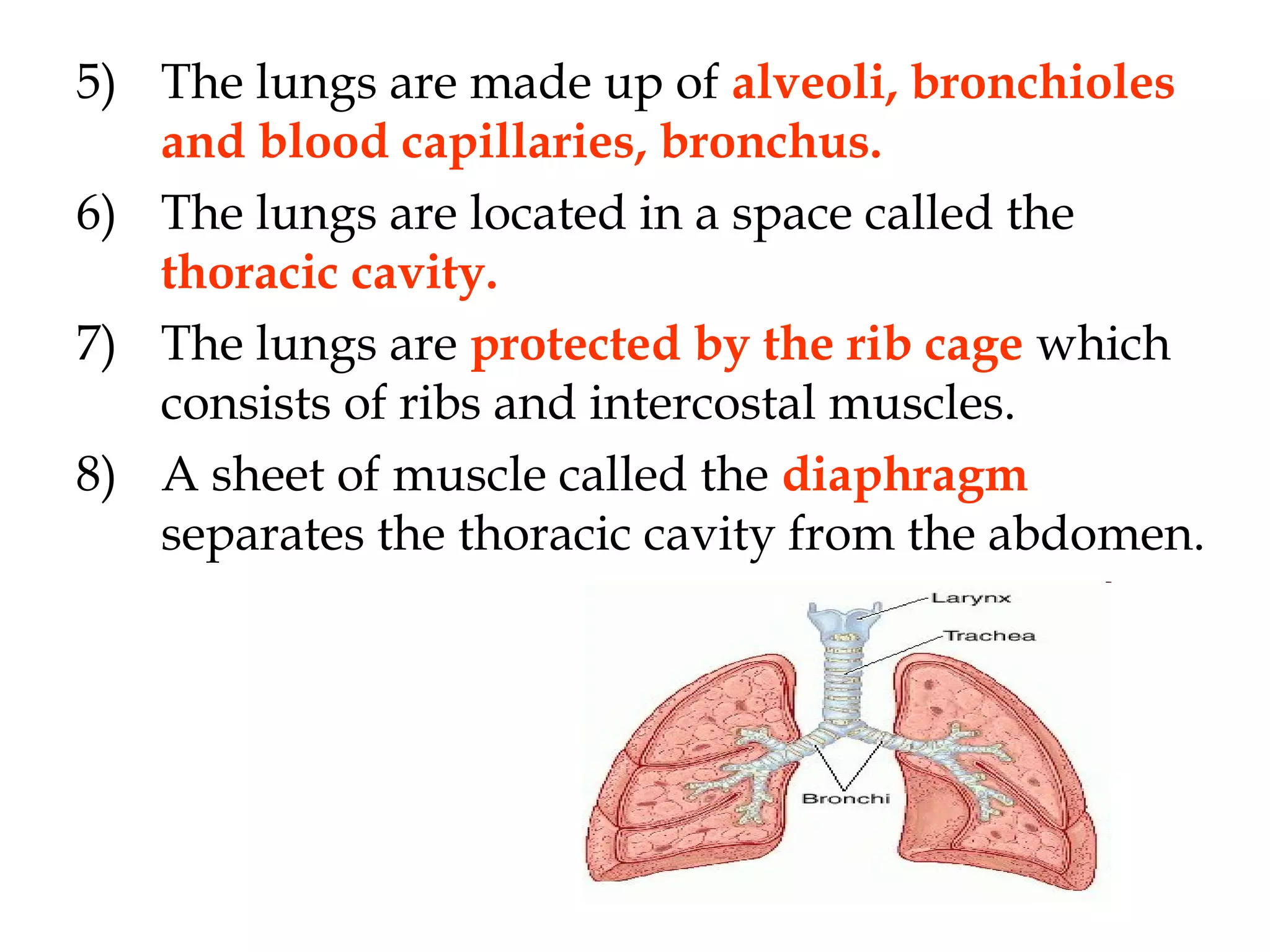 5) The lungs are made up of alveoli, bronchioles
and blood capillaries, bronchus.
6) The lungs are located in a space called the
thoracic cavity.
7) The lungs are protected by the rib cage which
consists of ribs and intercostal muscles.
8) A sheet of muscle called the diaphragm
separates the thoracic cavity from the abdomen.
 