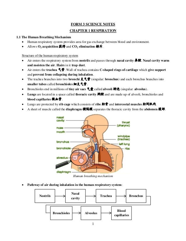 Chapter 1 Respiration