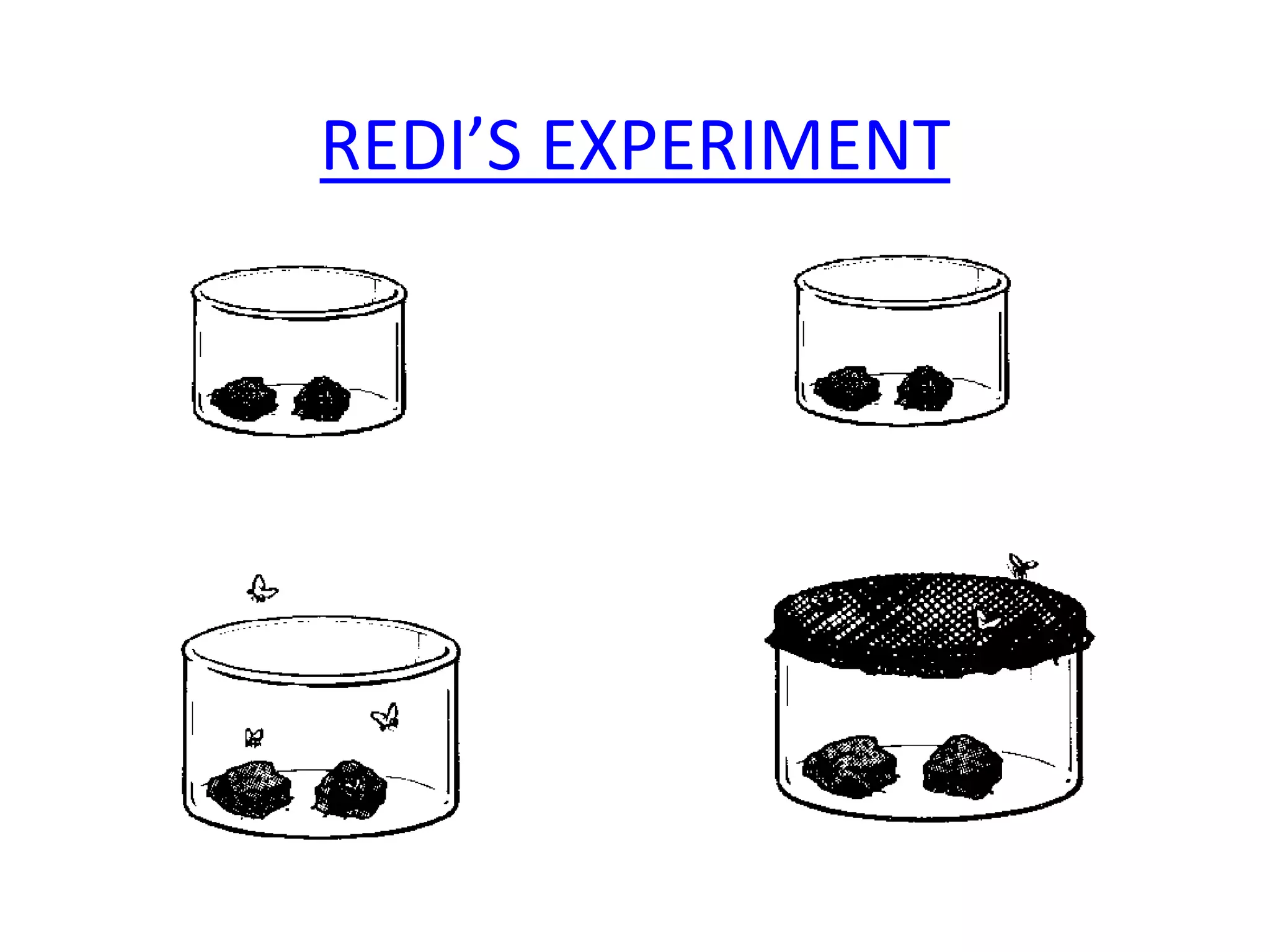REDI’S EXPERIMENT