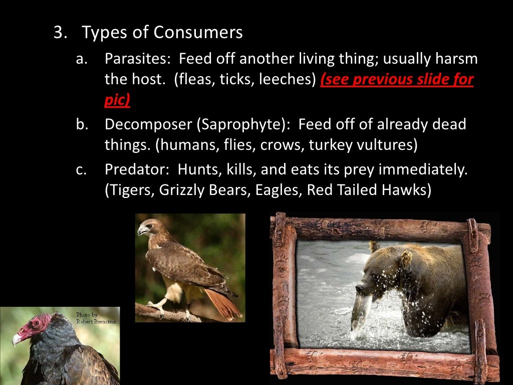 Chapter 1 section 4 (how are living things classified) 2011