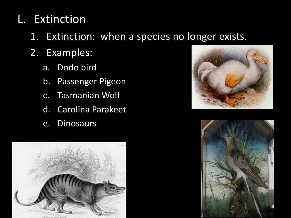 Chapter 1 section 4 (how are living things classified) 2011