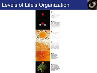 Levels of Life’s Organization 