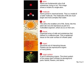 Fig. 1.3, p. 4 molecule   Atoms joined in chemical bonds. This is a model of a water molecule. The molecules of life are much larger and more complex than water.  organ   Structural unit of interacting tissues. Flowers are the reproductive organs of many plants. atom   Atoms are fundamental units of all substances, living or not. This image shows a model of a single atom. organ system   A set of interacting organs. The shoot system of this poppy plant includes its aboveground parts: leaves, flowers, and stems. cell   The cell is the smallest unit of life. Some, like this plant cell, live and reproduce as part of a multicelled organism; others do so on their own. tissue   Organized array of cells and substances that interact in a collective task. This is epidermal tissue on the outer surface of a flower petal. 1 2 3 4 5 6 
