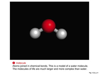 Fig. 1.3.2, p. 4 molecule   Atoms joined in chemical bonds. This is a model of a water molecule. The molecules of life are much larger and more complex than water.  2 