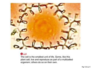 Fig. 1.3.3, p. 4 cell   The cell is the smallest unit of life. Some, like this plant cell, live and reproduce as part of a multicelled organism; others do so on their own. 3 