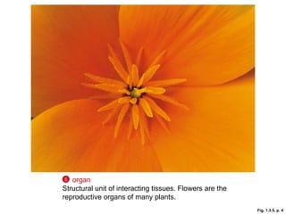 Fig. 1.3.5, p. 4 organ   Structural unit of interacting tissues. Flowers are the reproductive organs of many plants. 5 