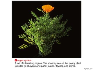 Fig. 1.3.6, p. 4 organ system   A set of interacting organs. The shoot system of this poppy plant includes its aboveground parts: leaves, flowers, and stems. 6 