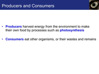 Producers and Consumers Producers  harvest energy from the environment to make their own food by processes such as  photosynthesis Consumers  eat other organisms, or their wastes and remains 