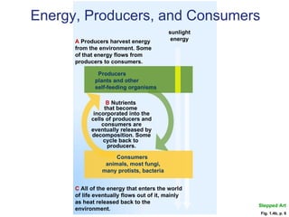 Fig. 1.4b, p. 6 C  All of the energy that enters the world of life eventually flows out of it, mainly as heat released back to the environment. Stepped Art Energy, Producers, and Consumers sunlight energy A  Producers harvest energy from the environment. Some of that energy flows from producers to consumers. Producers  plants and other  self-feeding organisms Consumers  animals, most fungi, many protists, bacteria B  Nutrients  that become  incorporated into the cells of producers and consumers are eventually released by decomposition. Some cycle back to  producers. 