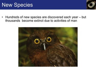 New Species Hundreds of new species are discovered each year – but thousands  become extinct due to activities of man 