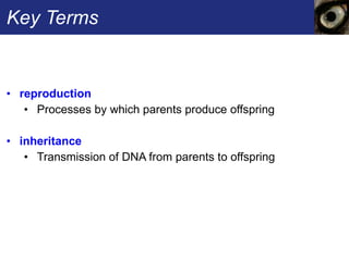 Key Terms reproduction  Processes by which parents produce offspring inheritance  Transmission of DNA from parents to offspring 
