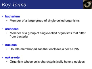 Key Terms bacterium   Member of a large group of single-celled organisms archaean   Member of a group of single-celled organisms that differ from bacteria nucleus  Double-membraned sac that encloses a cell’s DNA eukaryote  Organism whose cells characteristically have a nucleus 