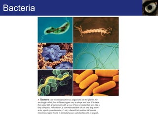 Bacteria 