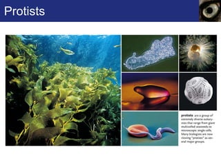 Protists 