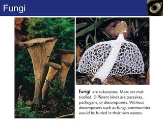 Fungi 