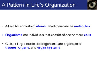 A Pattern in Life’s Organization All matter consists of  atoms , which combine as  molecules Organisms  are individuals that consist of one or more  cells Cells of larger multicelled organisms are organized as  tissues ,  organs , and  organ systems  