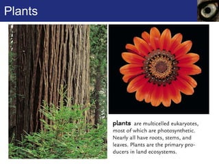 Plants 