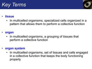 Key Terms tissue   In multicelled organisms, specialized cells organized in a pattern that allows them to perform a collective function organ  In multicelled organisms, a grouping of tissues that perform a collective function organ system  In multicelled organisms, set of tissues and cells engaged in a collective function that keeps the body functioning properly 
