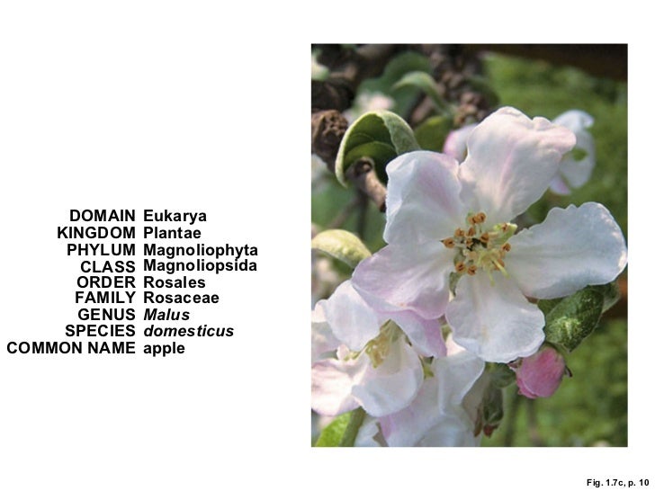Resultado de imagen de rose kingdom phylum class order family genus species