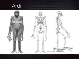 Ardi
 