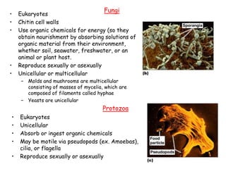 11
• Eukaryotes
• Chitin cell walls
• Use organic chemicals for energy (so they
obtain nourishment by absorbing solutions of
organic material from their environment,
whether soil, seawater, freshwater, or an
animal or plant host.
• Reproduce sexually or asexually
• Unicellular or multicellular
– Molds and mushrooms are multicellular
consisting of masses of mycelia, which are
composed of filaments called hyphae
– Yeasts are unicellular
Fungi
• Eukaryotes
• Unicellular
• Absorb or ingest organic chemicals
• May be motile via pseudopods (ex. Amoebas),
cilia, or flagella
• Reproduce sexually or asexually
Protozoa
 
