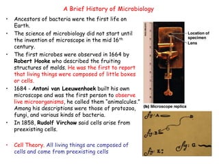 14
A Brief History of Microbiology
• Ancestors of bacteria were the first life on
Earth.
• The science of microbiology did not start until
the invention of microscope in the mid 16th
century.
• The first microbes were observed in 1664 by
Robert Hooke who described the fruiting
structures of molds. He was the first to report
that living things were composed of little boxes
or cells.
• 1684 - Antoni van Leeuwenhoek built his own
microscope and was the first person to observe
live microorganisms, he called them “animalcules.”
Among his descriptions were those of protozoa,
fungi, and various kinds of bacteria.
• In 1858, Rudolf Virchow said cells arise from
preexisting cells.
• Cell Theory. All living things are composed of
cells and come from preexisting cells
 