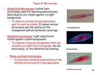 30
Types of Microscope
• Brightfield Microscope: (called light
microscope used for teaching laboratories)
Dark objects are visible against a bright
background.
– To observe various stained specimens
and to count microbes. It shows various
structures and the outline of the
transparent pellicle (external covering).
• Darkfield microscopy: Light objects are
visible against a dark background.
– To examine living microorganisms that are
invisible in bright field microscope, do not
stain easily, or are distorted by staining.
• Phase-contrast microscopy:
– To facilitate detailed examination of the
internal structures of living specimens.
 