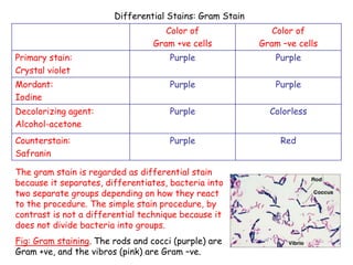 36
Differential Stains: Gram Stain
Color of
Gram +ve cells
Color of
Gram –ve cells
Primary stain:
Crystal violet
Purple Purple
Mordant:
Iodine
Purple Purple
Decolorizing agent:
Alcohol-acetone
Purple Colorless
Counterstain:
Safranin
Purple Red
The gram stain is regarded as differential stain
because it separates, differentiates, bacteria into
two separate groups depending on how they react
to the procedure. The simple stain procedure, by
contrast is not a differential technique because it
does not divide bacteria into groups.
Fig: Gram staining. The rods and cocci (purple) are
Gram +ve, and the vibros (pink) are Gram –ve.
 