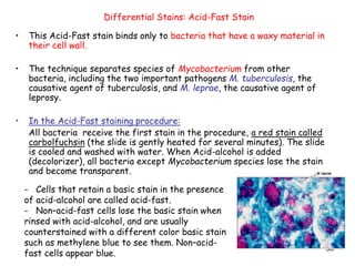38
• This Acid-Fast stain binds only to bacteria that have a waxy material in
their cell wall.
• The technique separates species of Mycobacterium from other
bacteria, including the two important pathogens M. tuberculosis, the
causative agent of tuberculosis, and M. leprae, the causative agent of
leprosy.
• In the Acid-Fast staining procedure:
All bacteria receive the first stain in the procedure, a red stain called
carbolfuchsin (the slide is gently heated for several minutes). The slide
is cooled and washed with water. When Acid-alcohol is added
(decolorizer), all bacteria except Mycobacterium species lose the stain
and become transparent.
Differential Stains: Acid-Fast Stain
- Cells that retain a basic stain in the presence
of acid-alcohol are called acid-fast.
- Non–acid-fast cells lose the basic stain when
rinsed with acid-alcohol, and are usually
counterstained with a different color basic stain
such as methylene blue to see them. Non–acid-
fast cells appear blue.
 