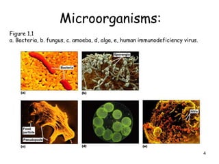 4
Microorganisms:
Figure 1.1
a. Bacteria, b. fungus, c. amoeba, d, alga, e, human immunodeficiency virus.
 